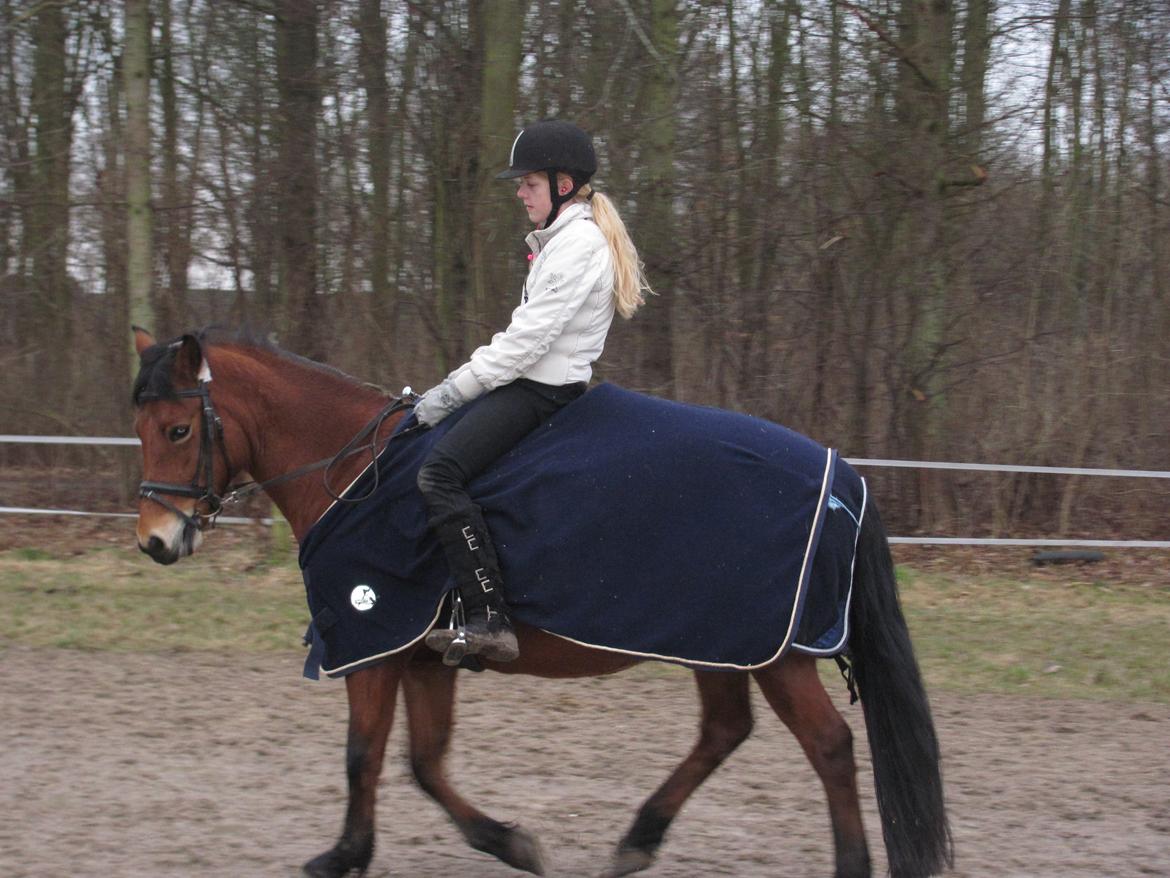 New Forest Stegstedgårds montell billede 8