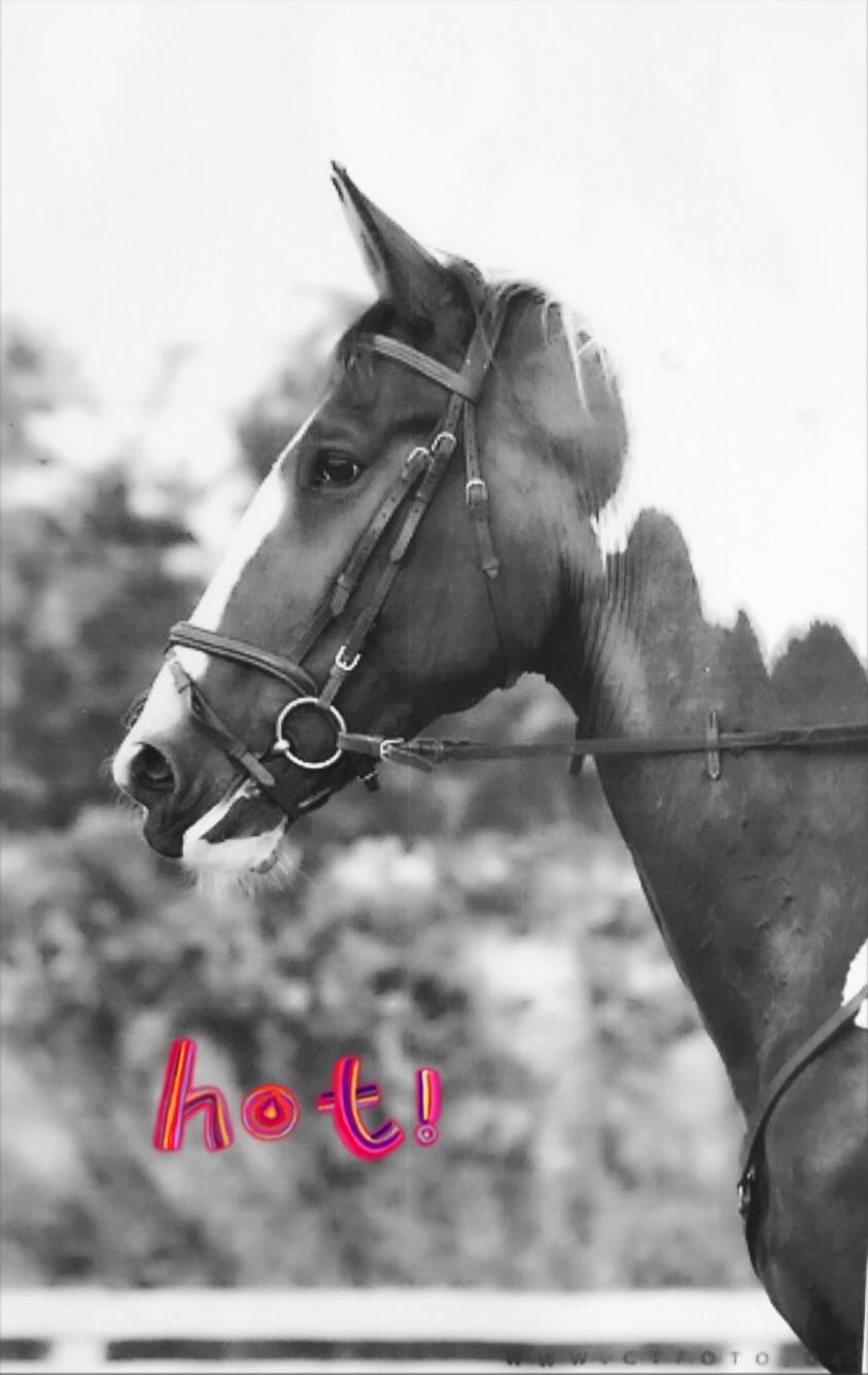 Gelderland Santander billede 17