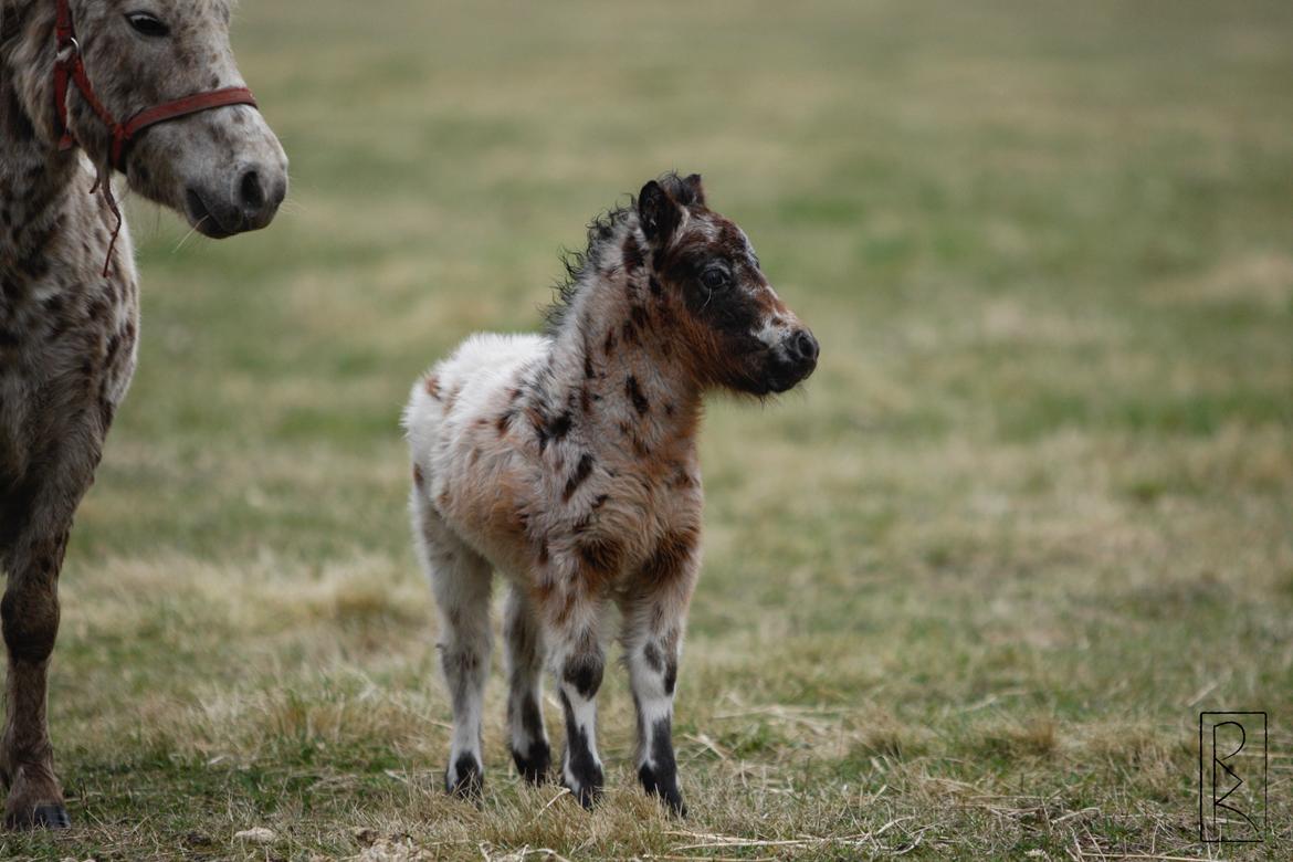 Knabstrupper Kragheredens Memory Of Domino billede 2