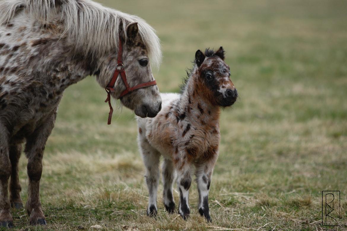Knabstrupper Kragheredens Memory Of Domino billede 3