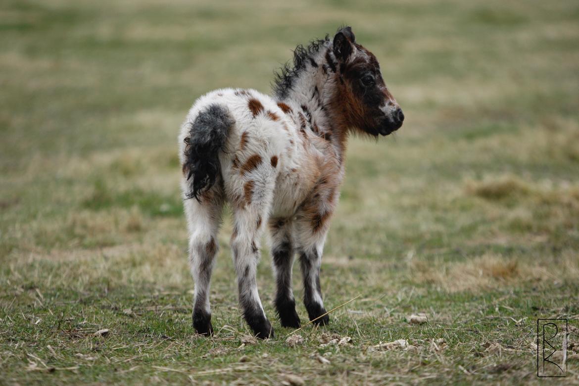 Knabstrupper Kragheredens Memory Of Domino billede 5