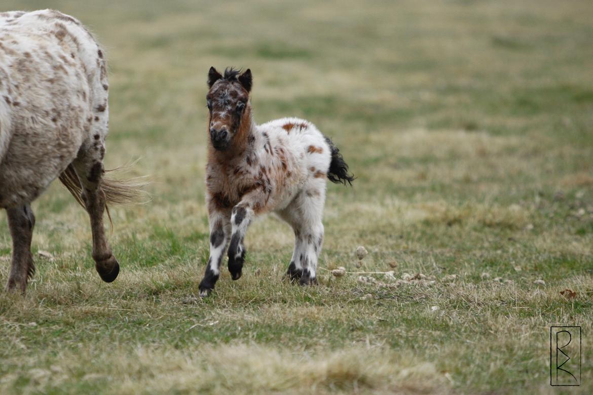 Knabstrupper Kragheredens Memory Of Domino billede 4