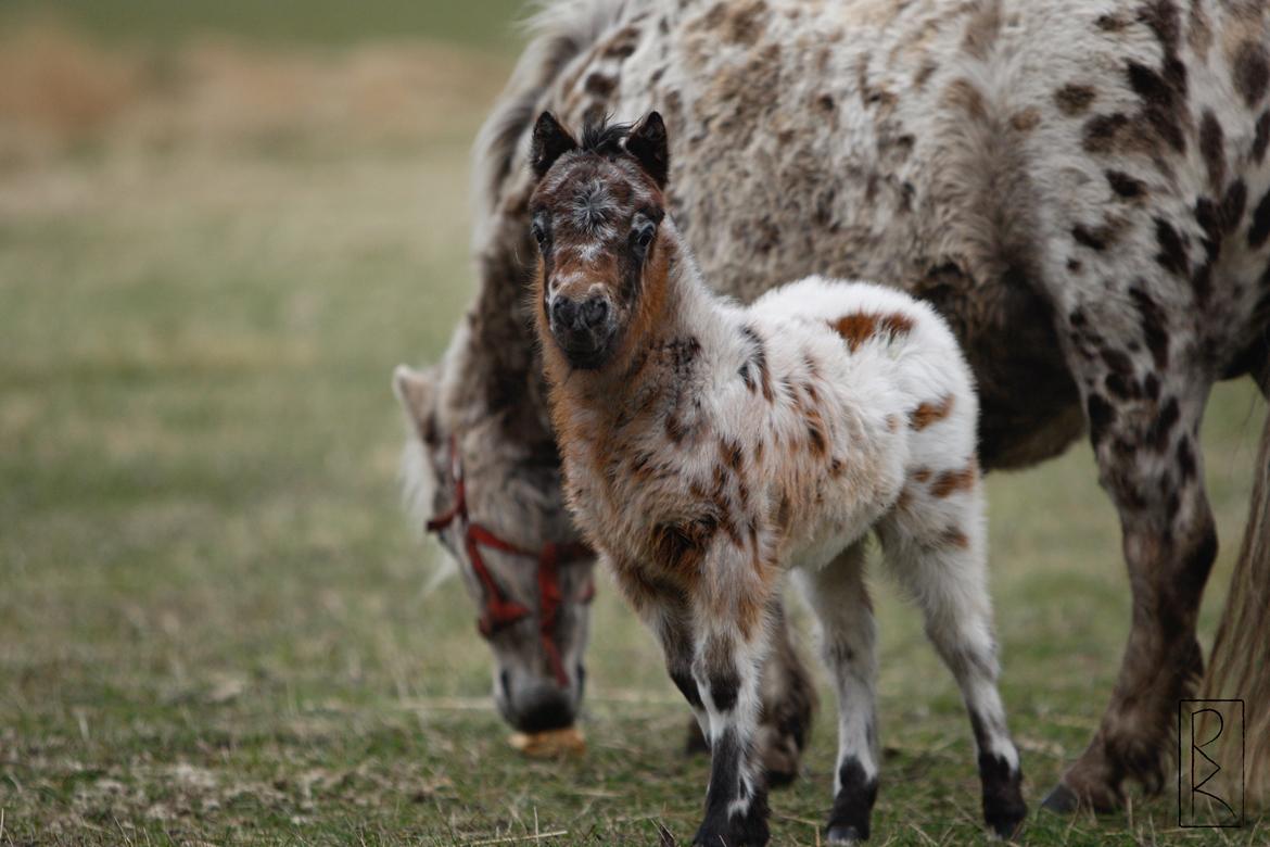 Knabstrupper Kragheredens Memory Of Domino billede 7