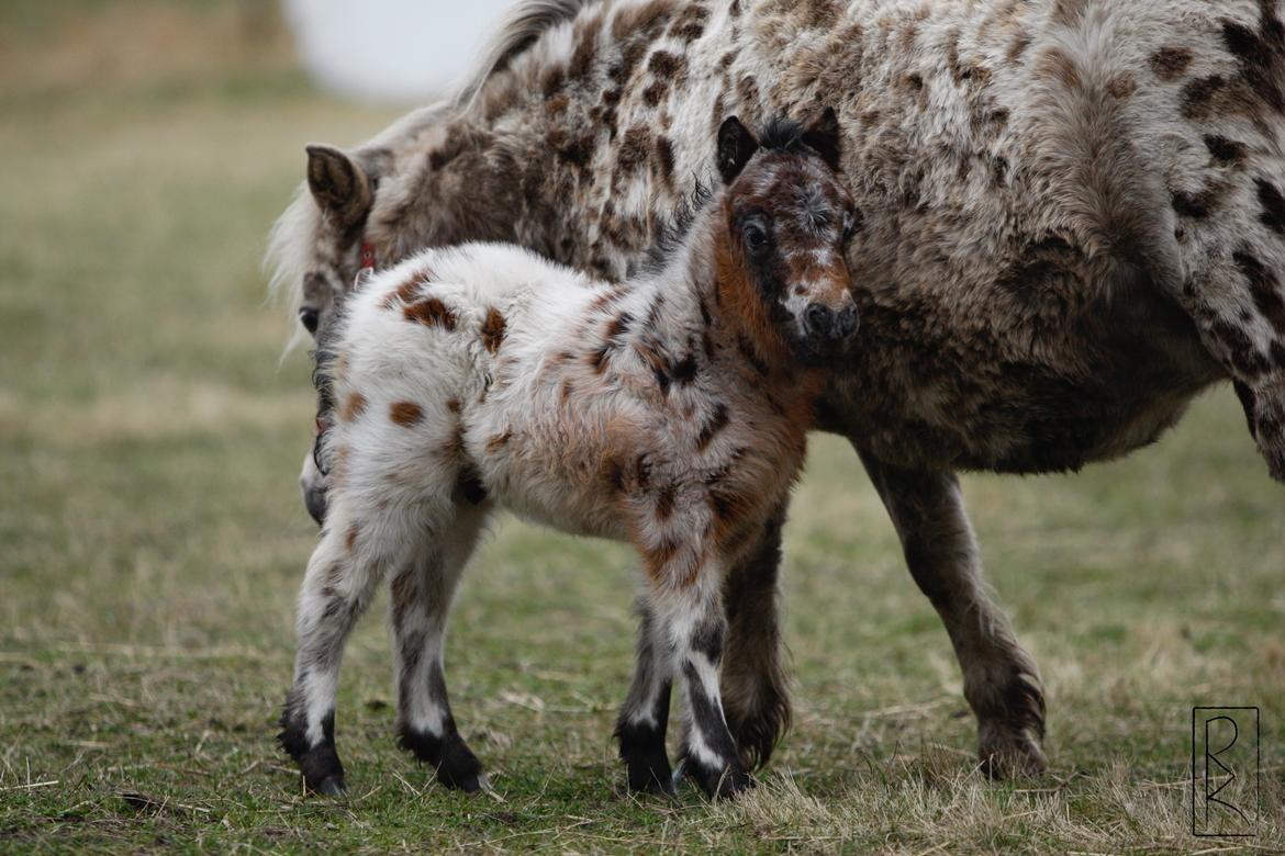 Knabstrupper Kragheredens Memory Of Domino billede 6