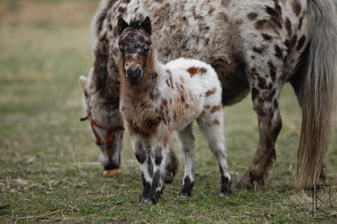 Knabstrupper Kragheredens Memory Of Domino billede 8