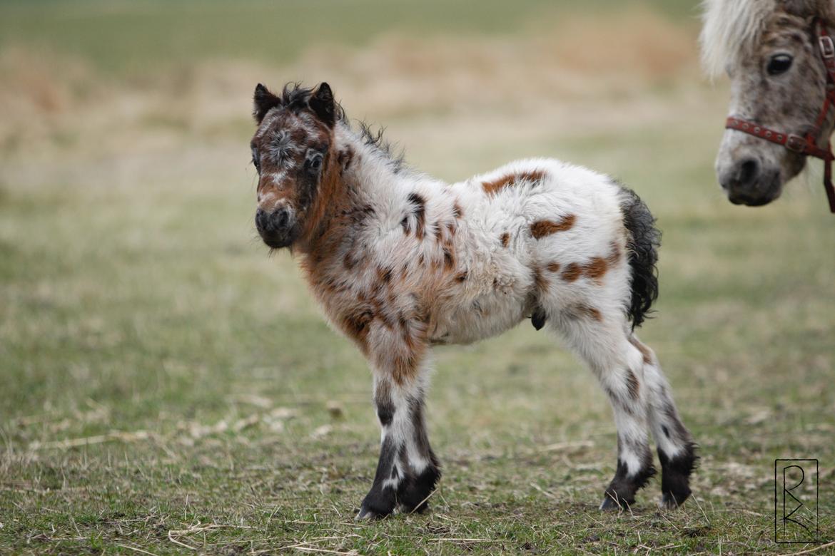 Knabstrupper Kragheredens Memory Of Domino billede 9