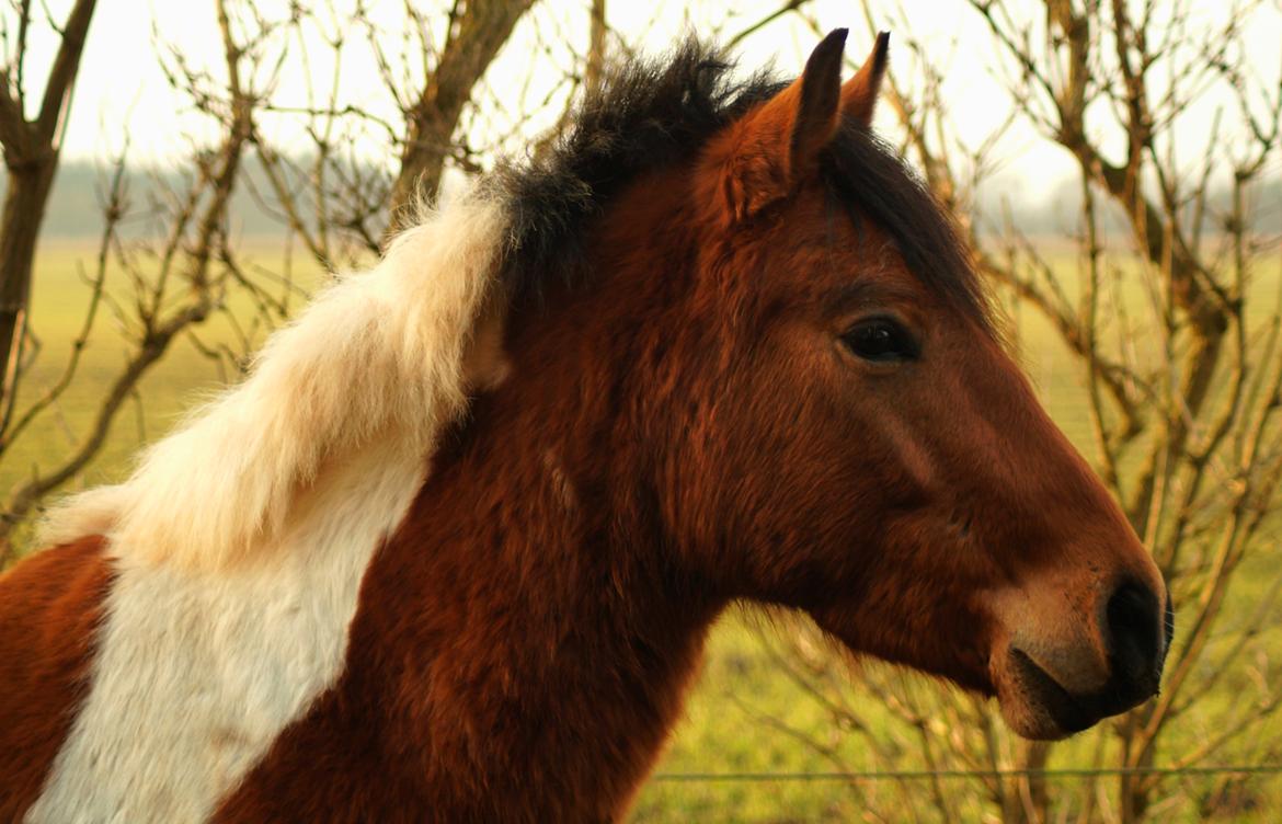Anden særlig race Joey - Joey, januar/februar 2017  billede 18