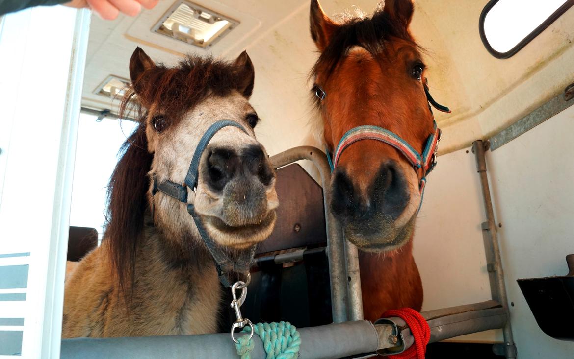 Anden særlig race Joey - Joey og hans trofaste støttepædagog ved trailertræning; Baldur. Januar/februar 2017 billede 8
