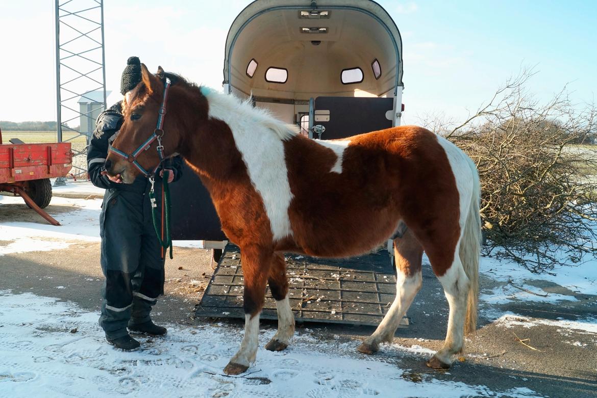 Anden særlig race Joey - Joey og hans runde mave :)) poserer lige for kameraet under trailertræningen. januar/februar 2017 billede 10