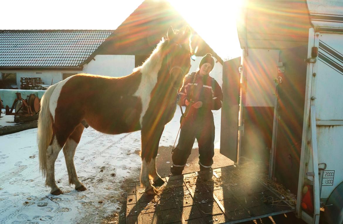 Anden særlig race Joey - trailertræning januar/februar 2017 billede 15