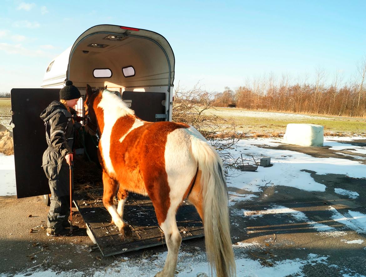 Anden særlig race Joey - Så fint han går op <3 januar/februar 2017 billede 3