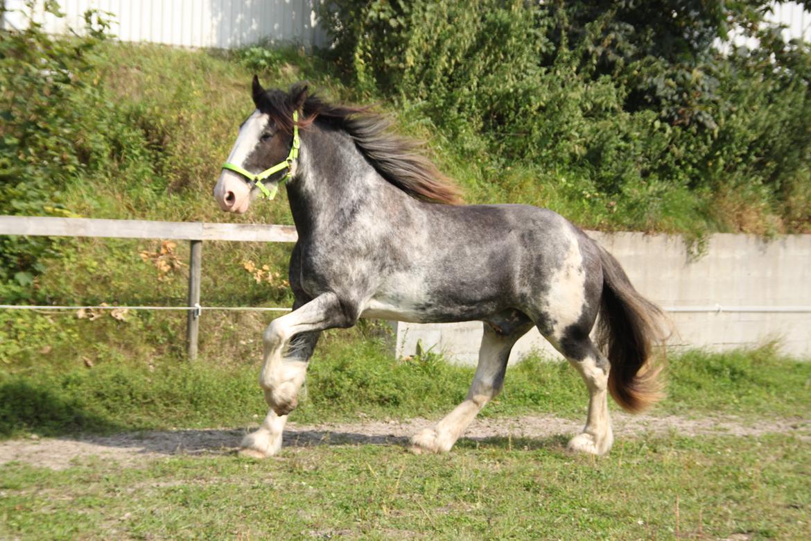 Shire Shirefarm Jack of Hearts billede 1