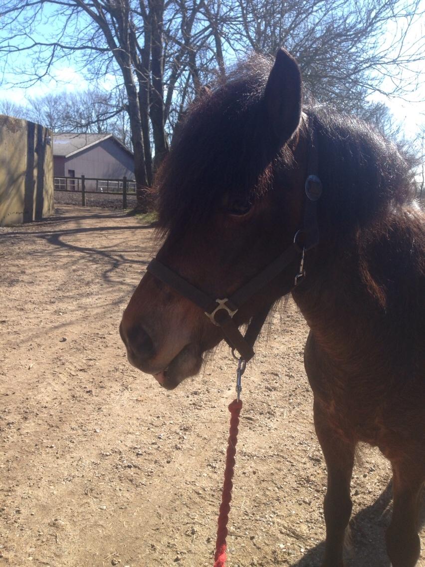 Islænder Jörp fra Nr. Torstrup  billede 7