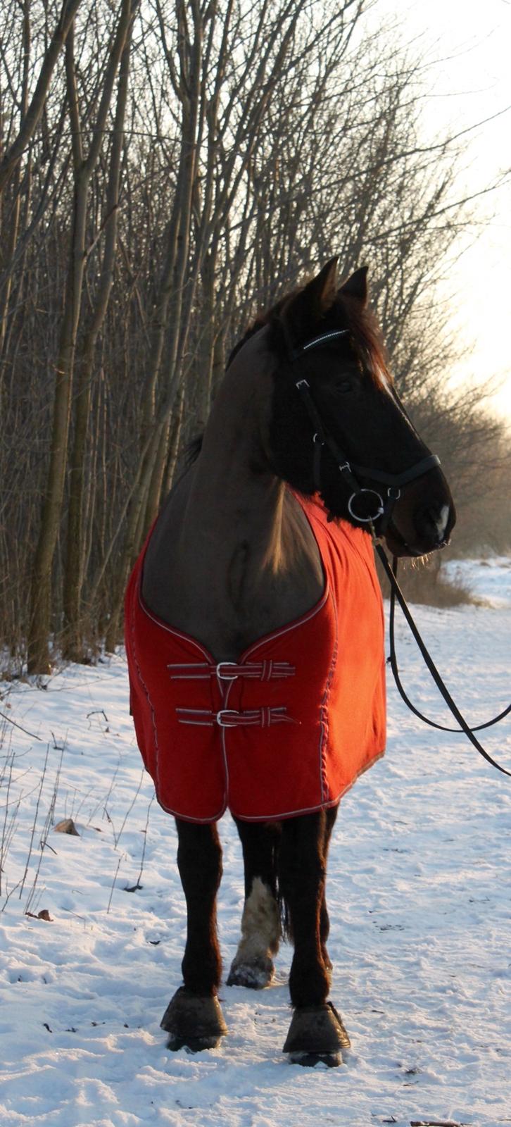 Welsh Cob (sec D) Winner billede 2