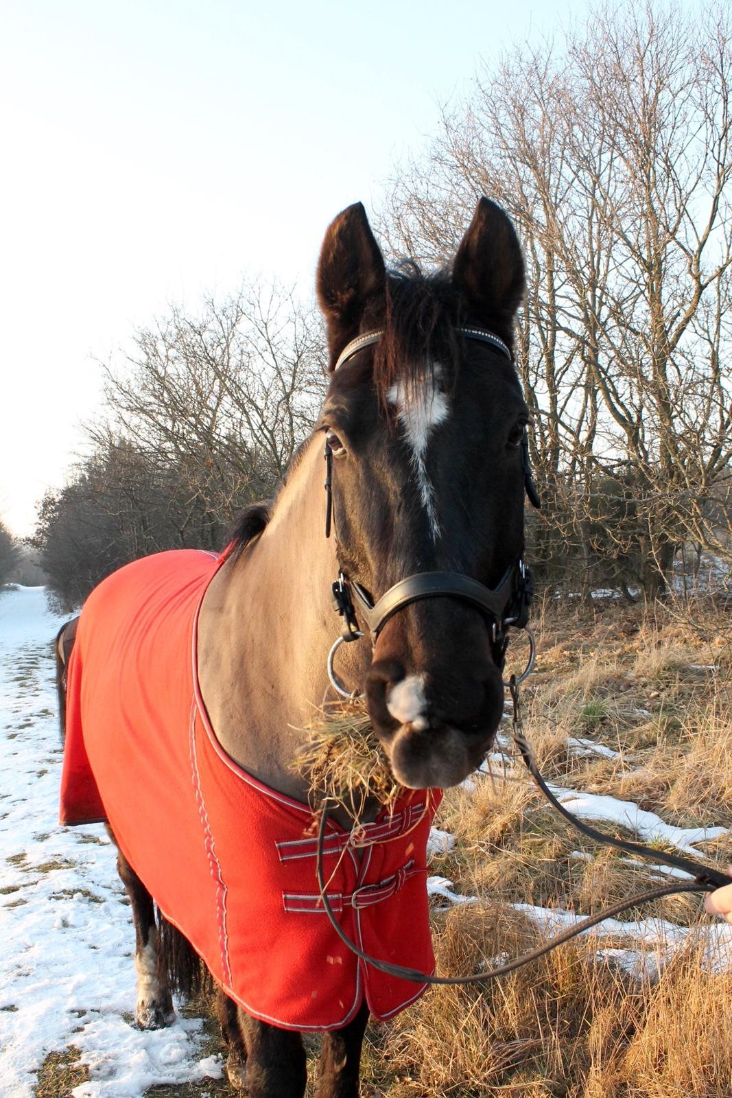 Welsh Cob (sec D) Winner billede 3