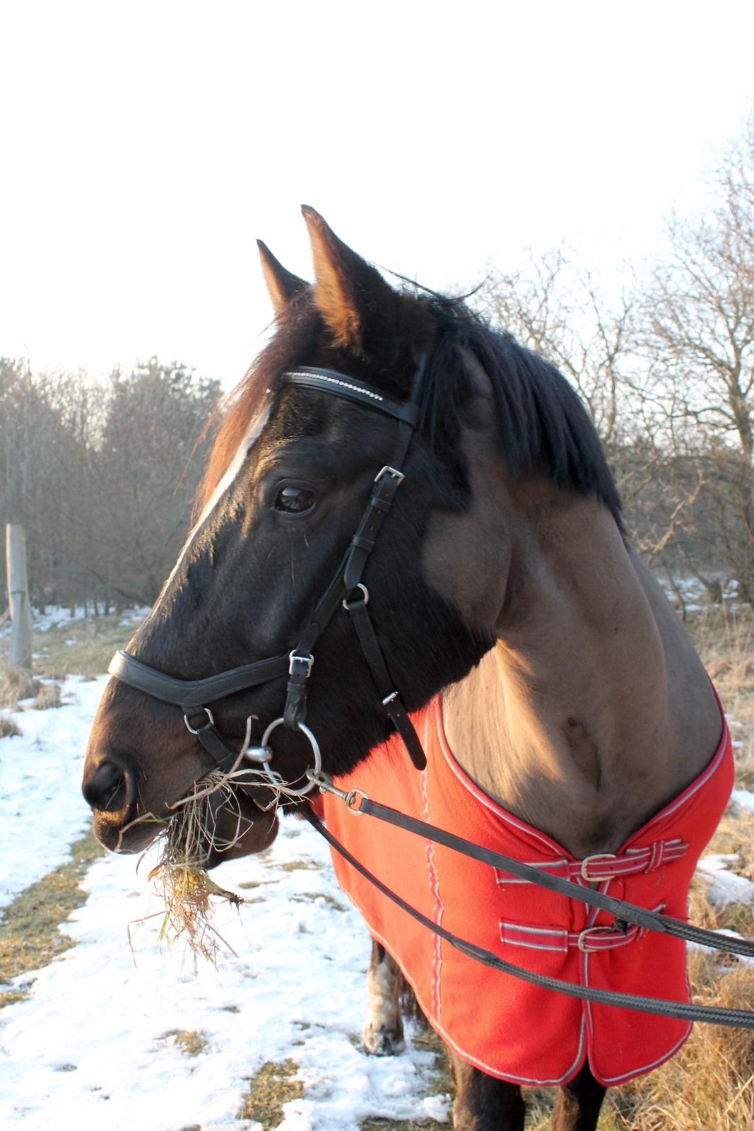 Welsh Cob (sec D) Winner billede 4