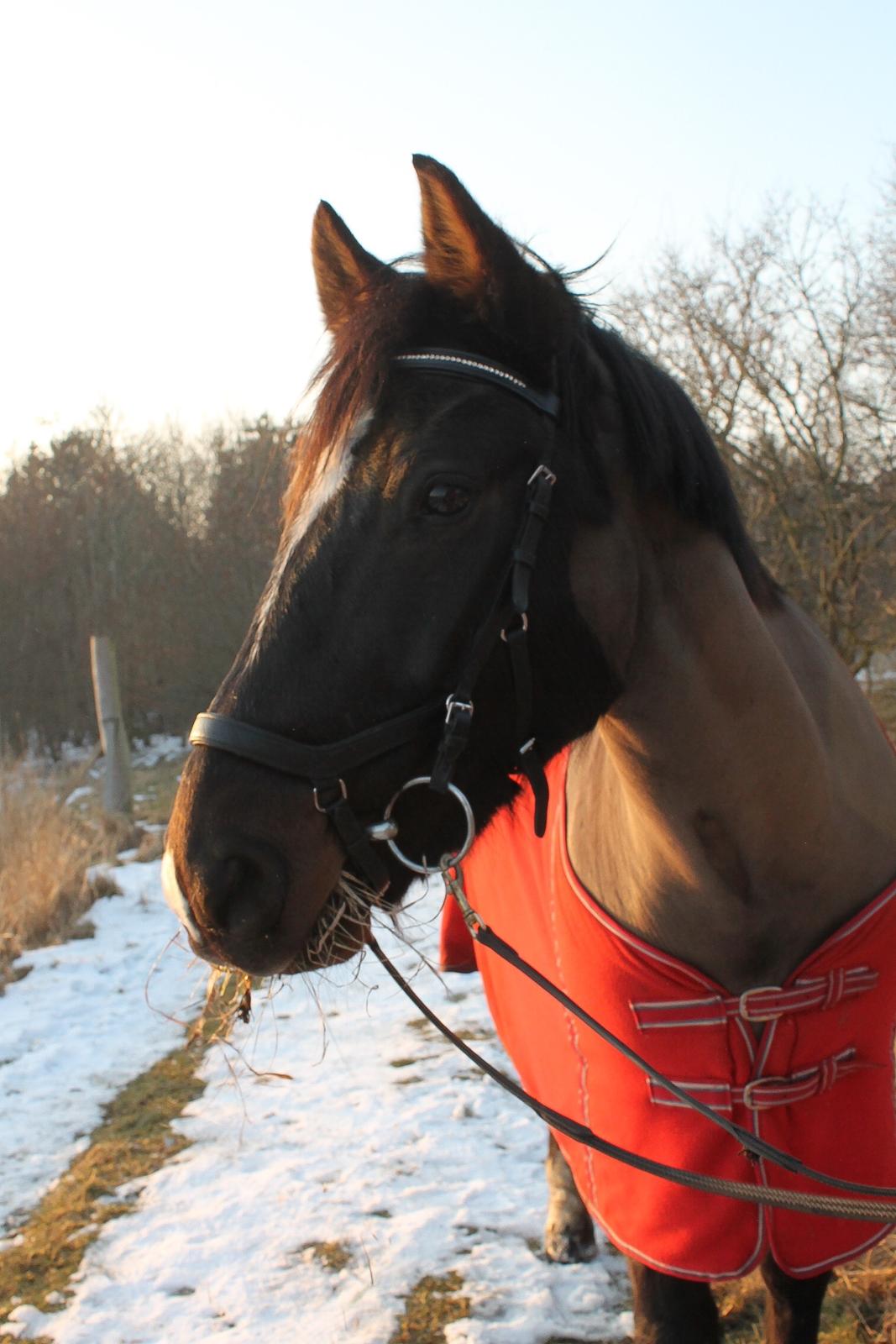 Welsh Cob (sec D) Winner billede 5