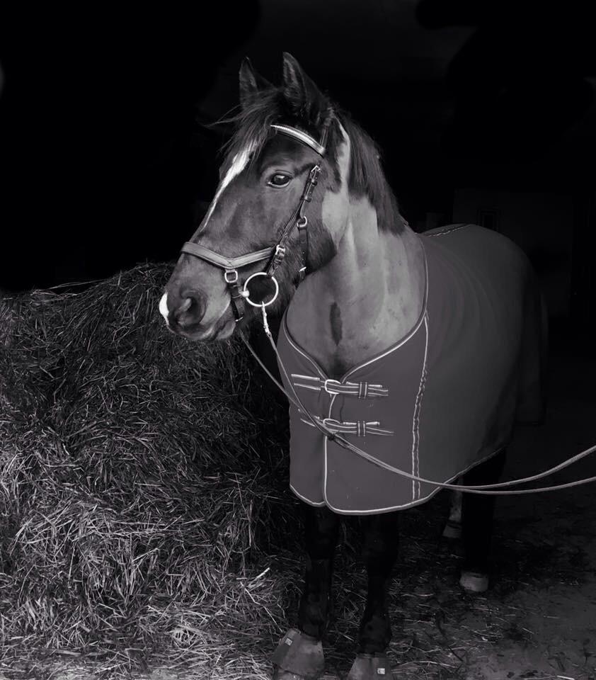 Welsh Cob (sec D) Winner billede 6