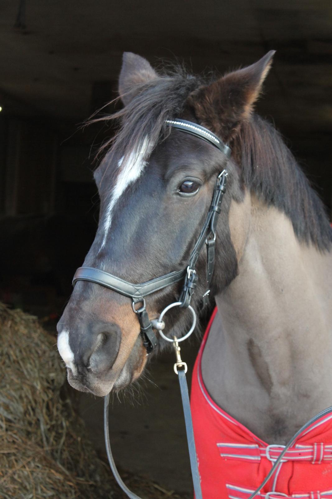 Welsh Cob (sec D) Winner billede 1