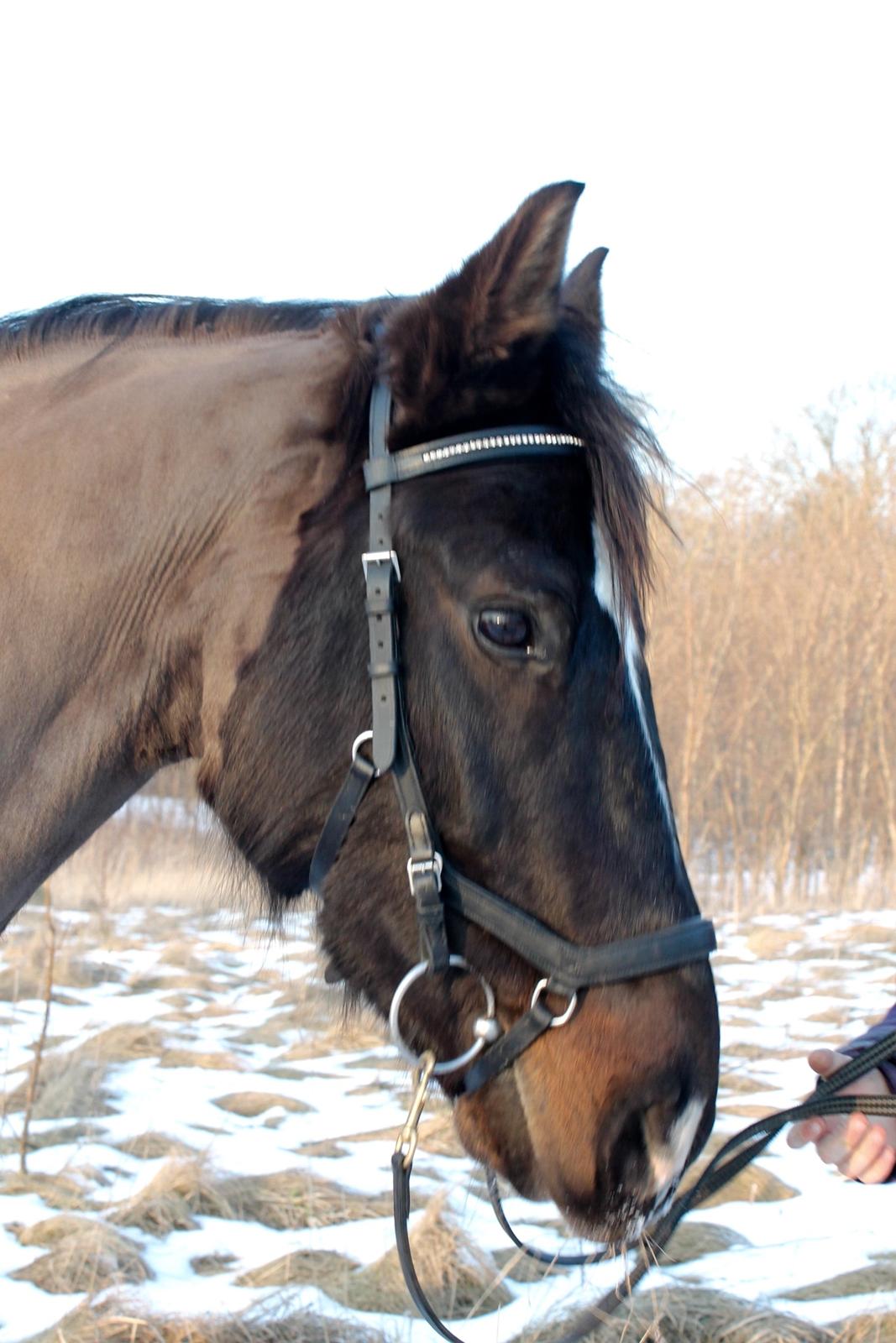 Welsh Cob (sec D) Winner billede 7