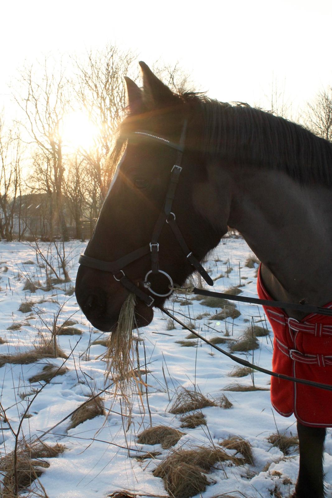 Welsh Cob (sec D) Winner billede 8