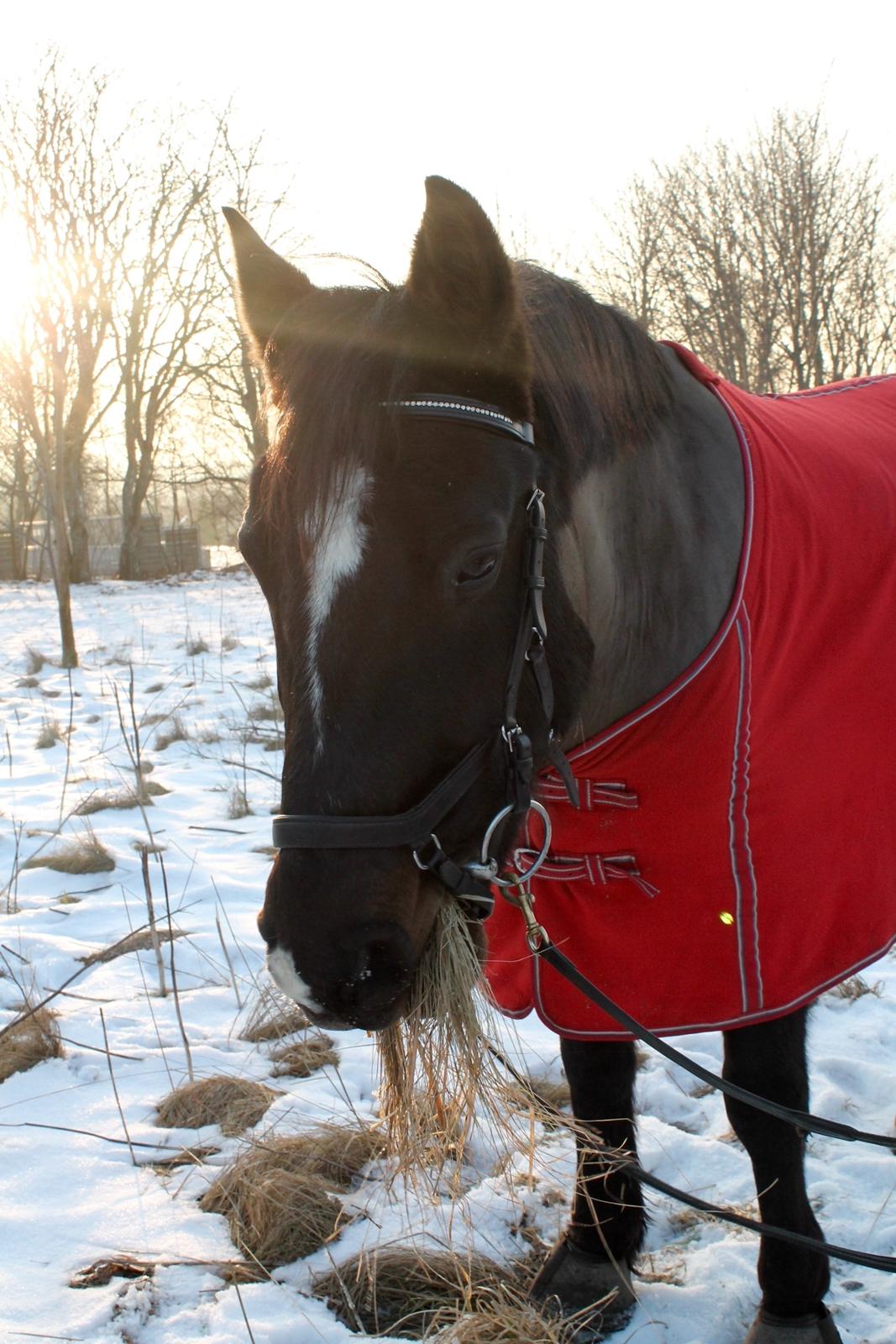 Welsh Cob (sec D) Winner billede 9