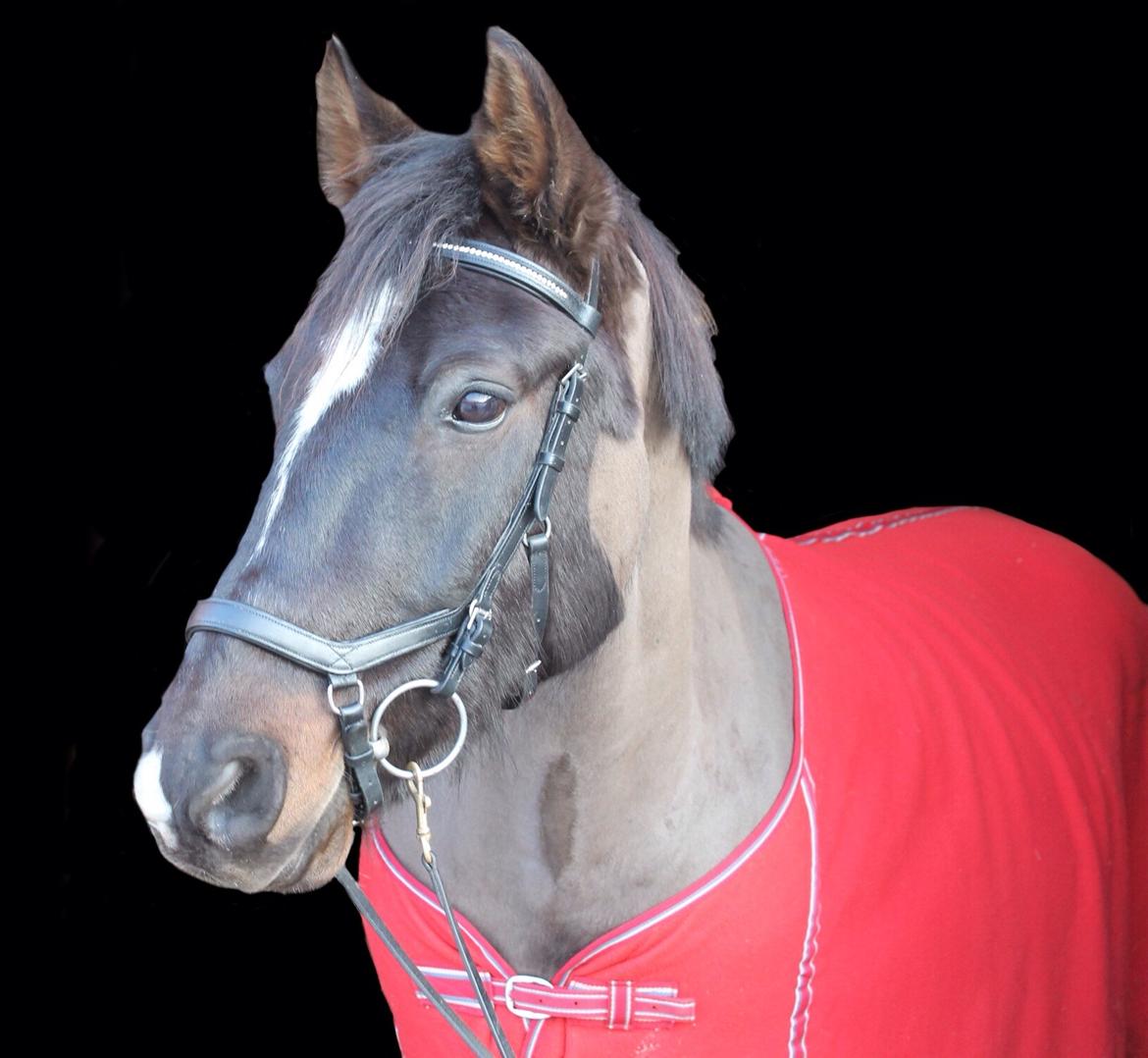 Welsh Cob (sec D) Winner billede 11