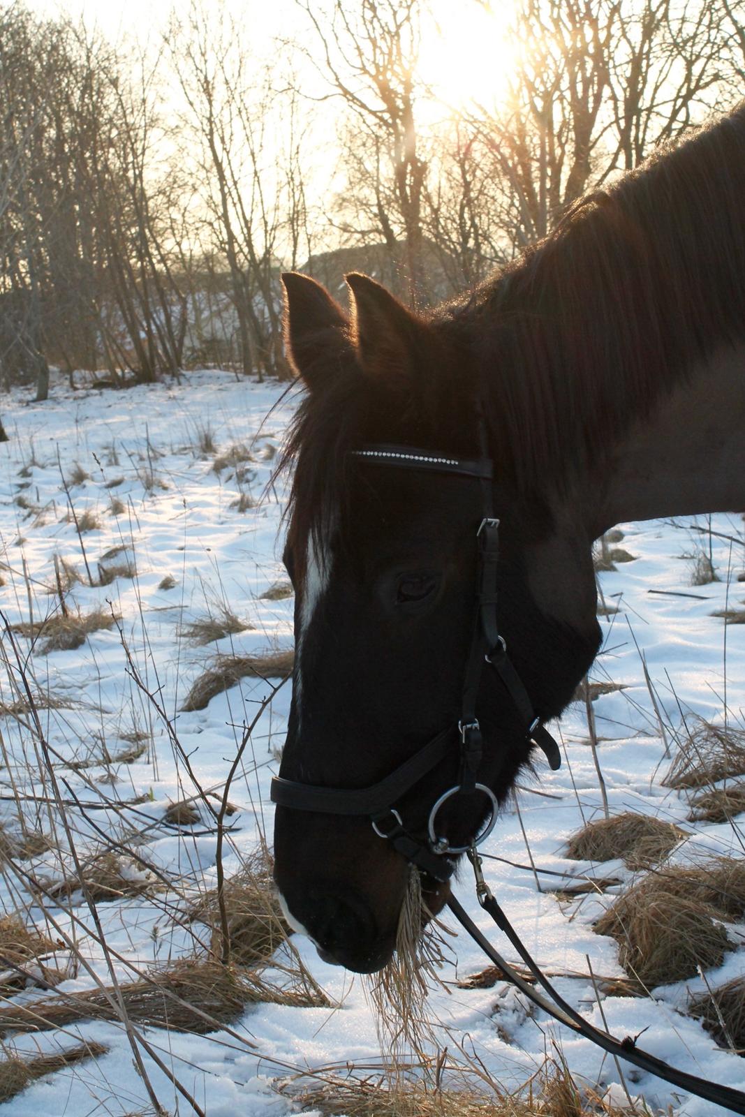 Welsh Cob (sec D) Winner billede 10
