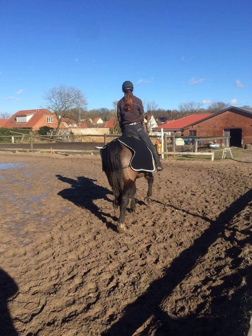 Welsh Cob (sec D) Winner billede 12