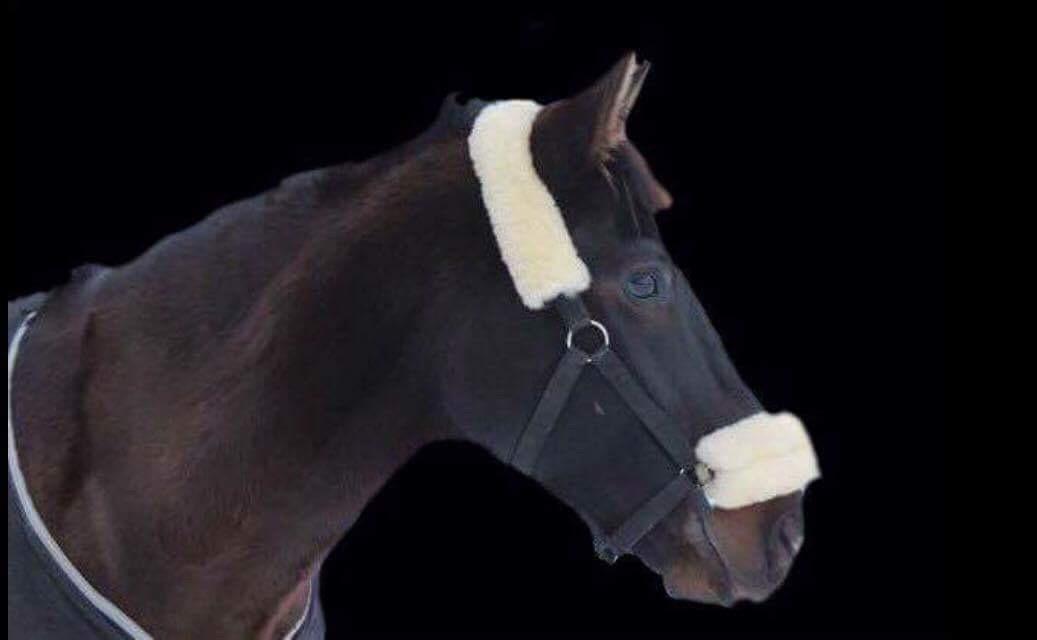 Welsh Cob (sec D) Winner billede 14