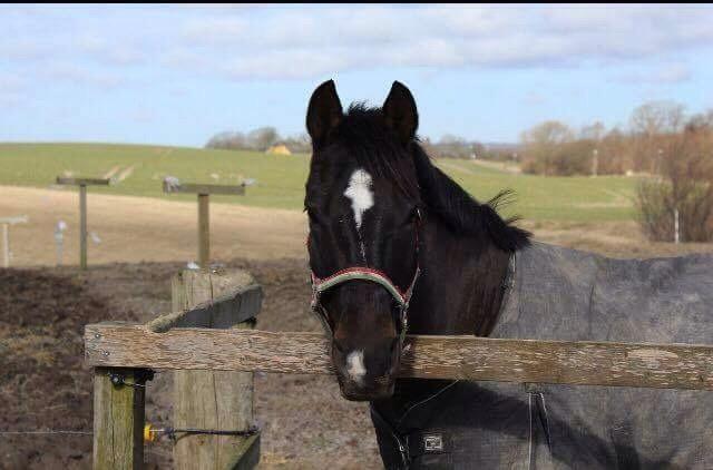 Welsh Cob (sec D) Winner billede 15