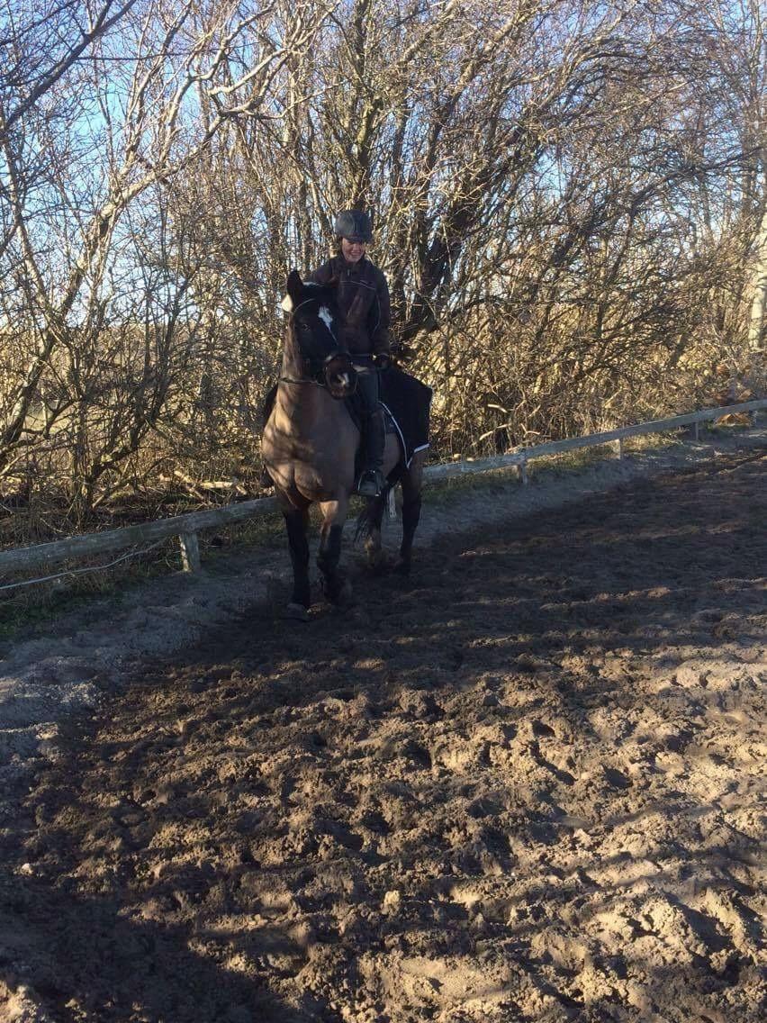Welsh Cob (sec D) Winner billede 16