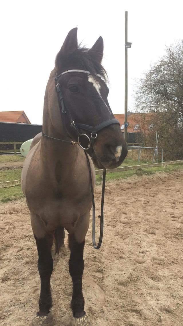 Welsh Cob (sec D) Winner billede 17