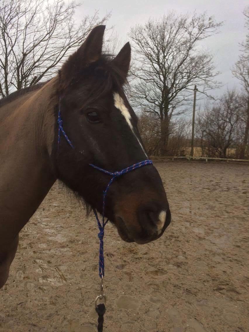 Welsh Cob (sec D) Winner billede 18