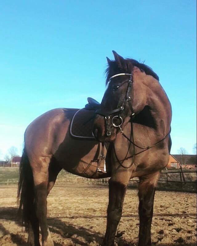 Welsh Cob (sec D) Winner billede 19