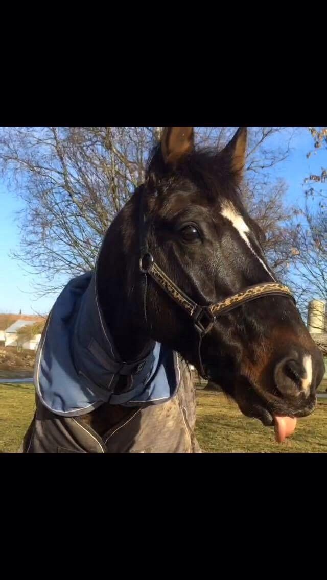 Welsh Cob (sec D) Winner billede 13