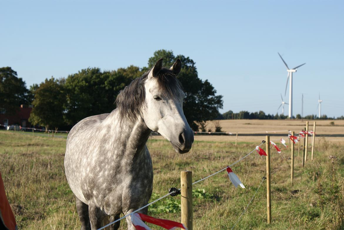 Anden særlig race • KASMIR  •  billede 7