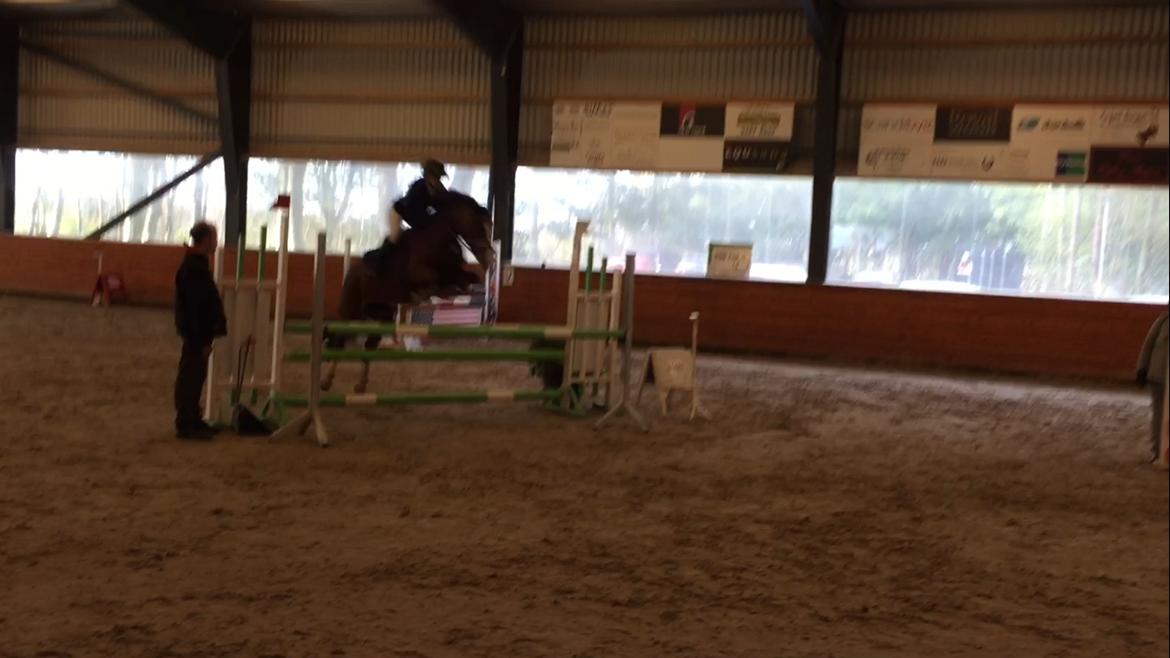 Irsk Sportspony Knockcullen Lass billede 14