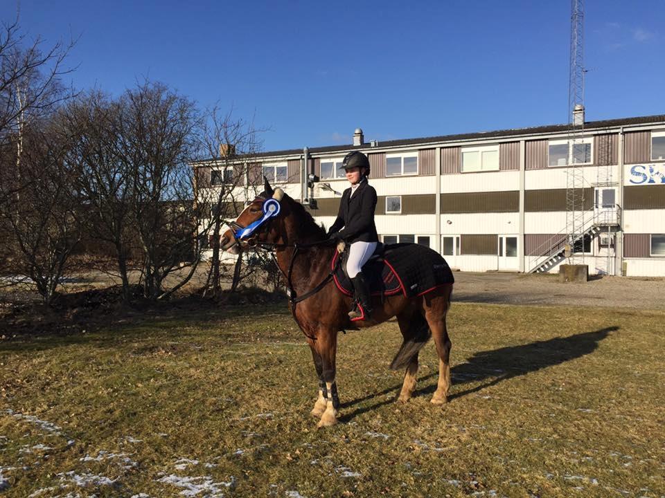 Irsk Sportspony Knockcullen Lass billede 15