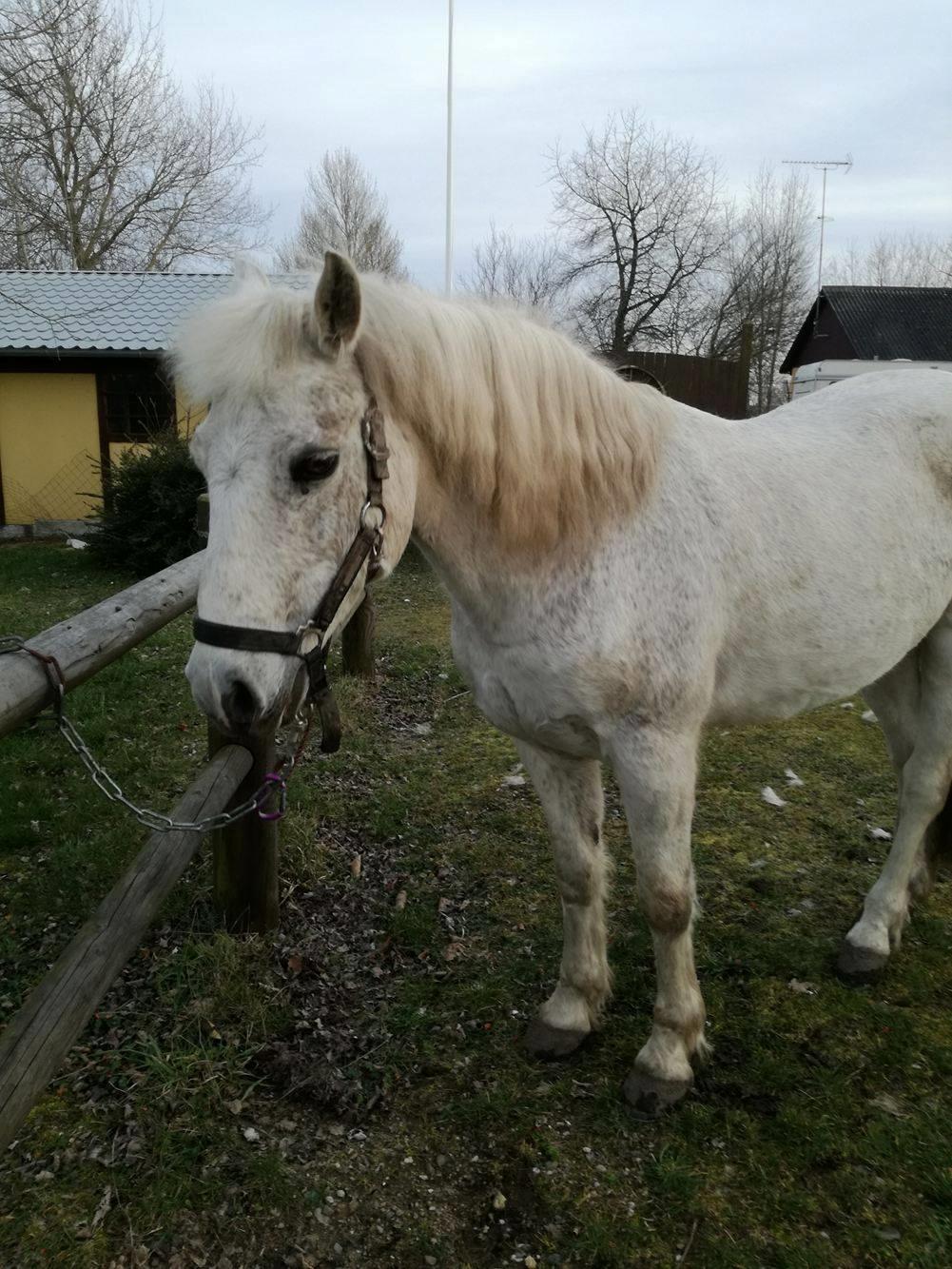 Connemara Maskenkol´s Calimero billede 2