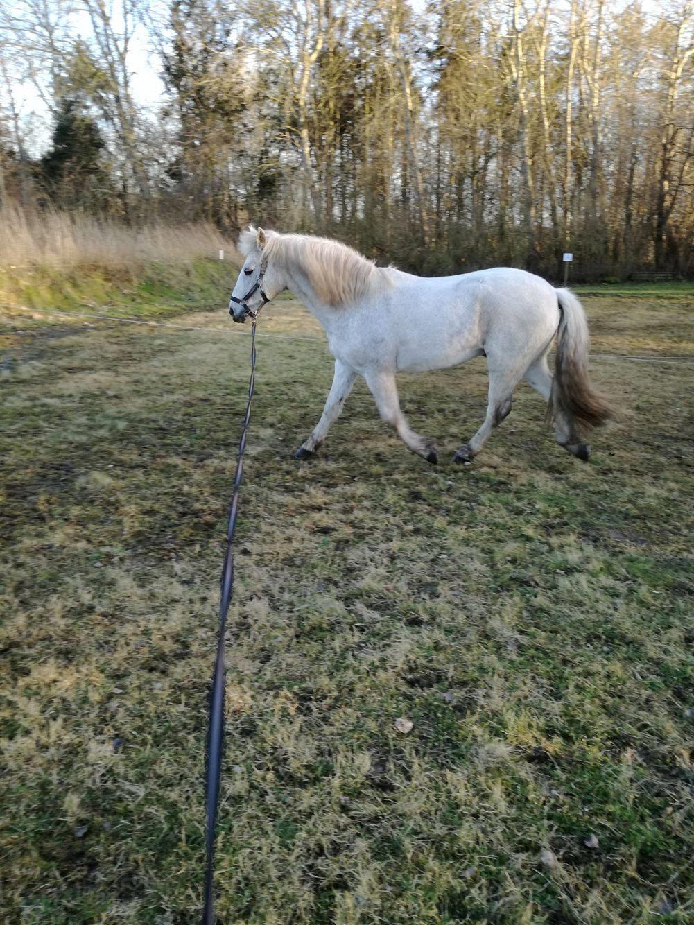 Connemara Maskenkol´s Calimero billede 3