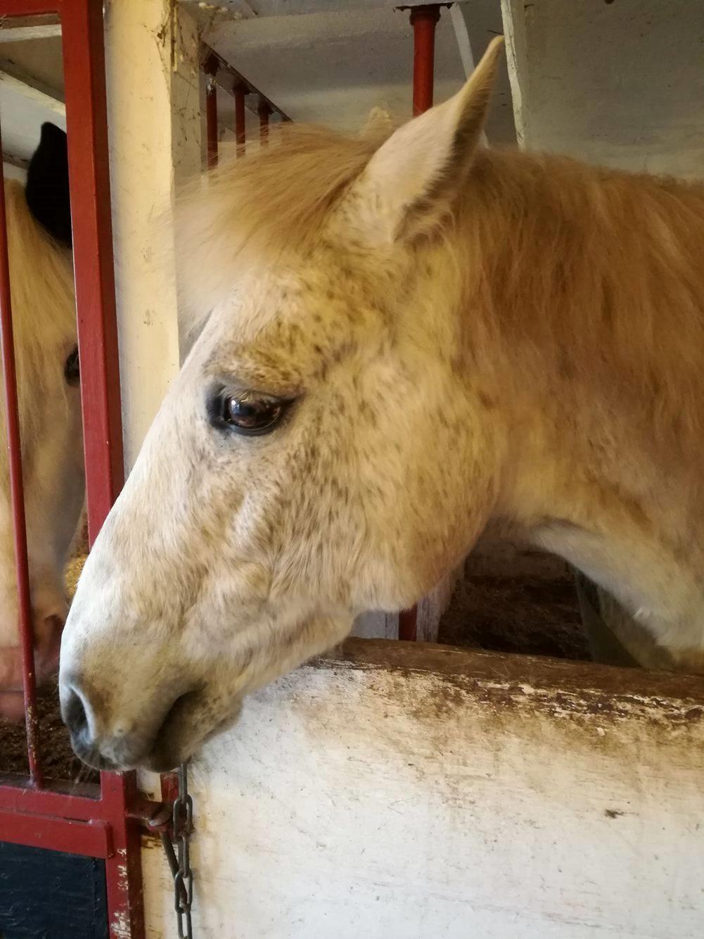 Connemara Maskenkol´s Calimero billede 8