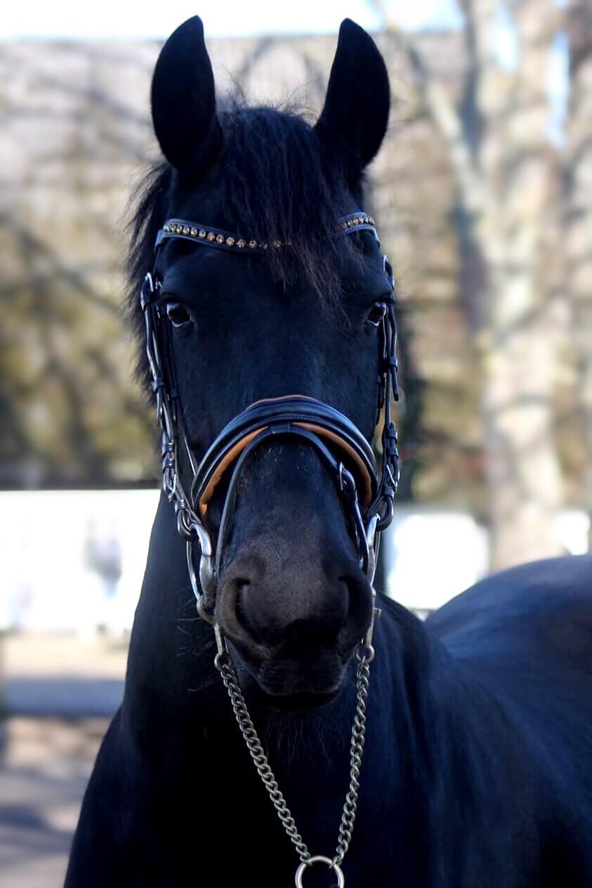 Frieser • MENTHA DE V. • HIMMELHEST <3 billede 20