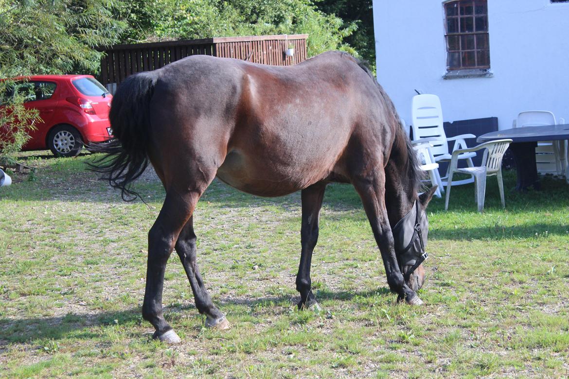 Dansk Varmblod Sabine Esperanza - Sommeren 2016 <3 billede 7