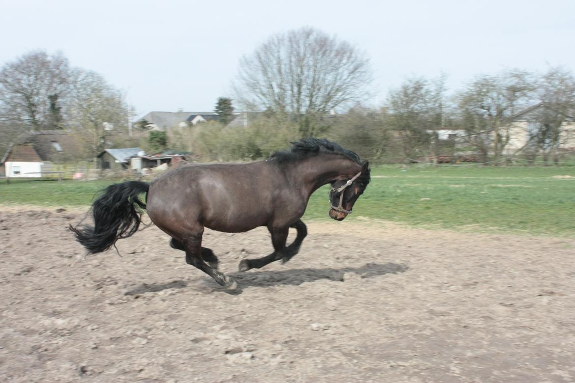 Barockpinto Xena Fan Stald Barok billede 12