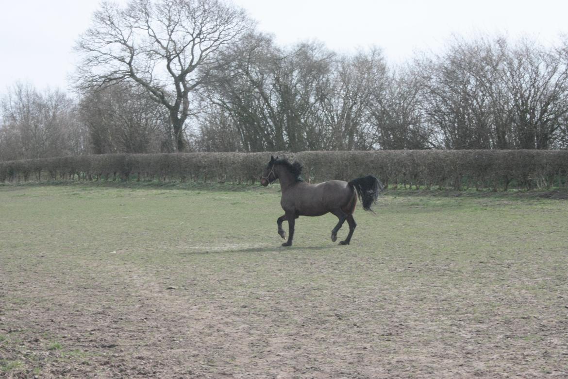 Barockpinto Xena Fan Stald Barok billede 15