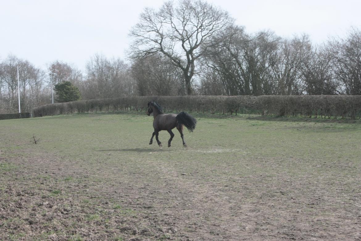 Barockpinto Xena Fan Stald Barok billede 17