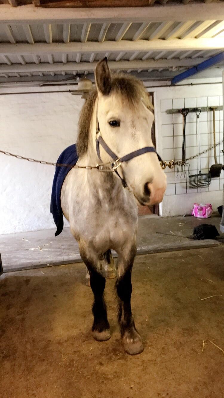 Anden særlig race Spice billede 9