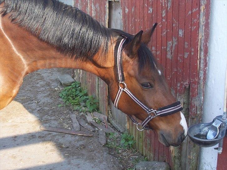 Oldenborg DuFaux billede 3