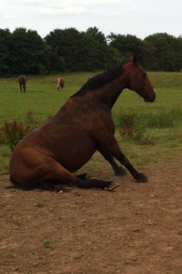 Oldenborg DuFaux billede 5